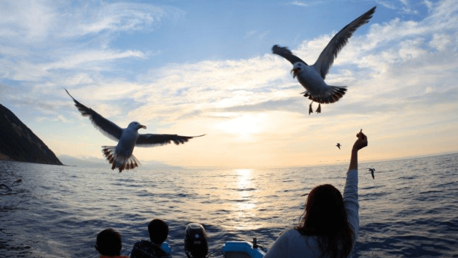 カモメの餌やり体験