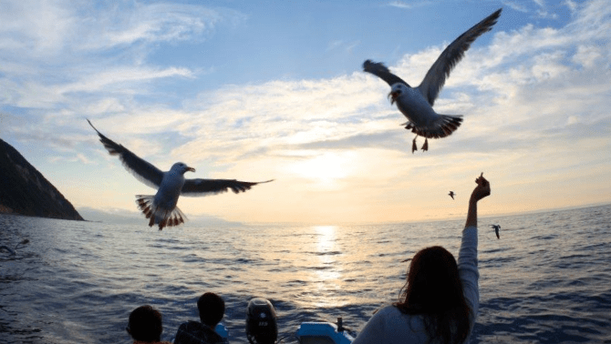 カモメの餌やり体験